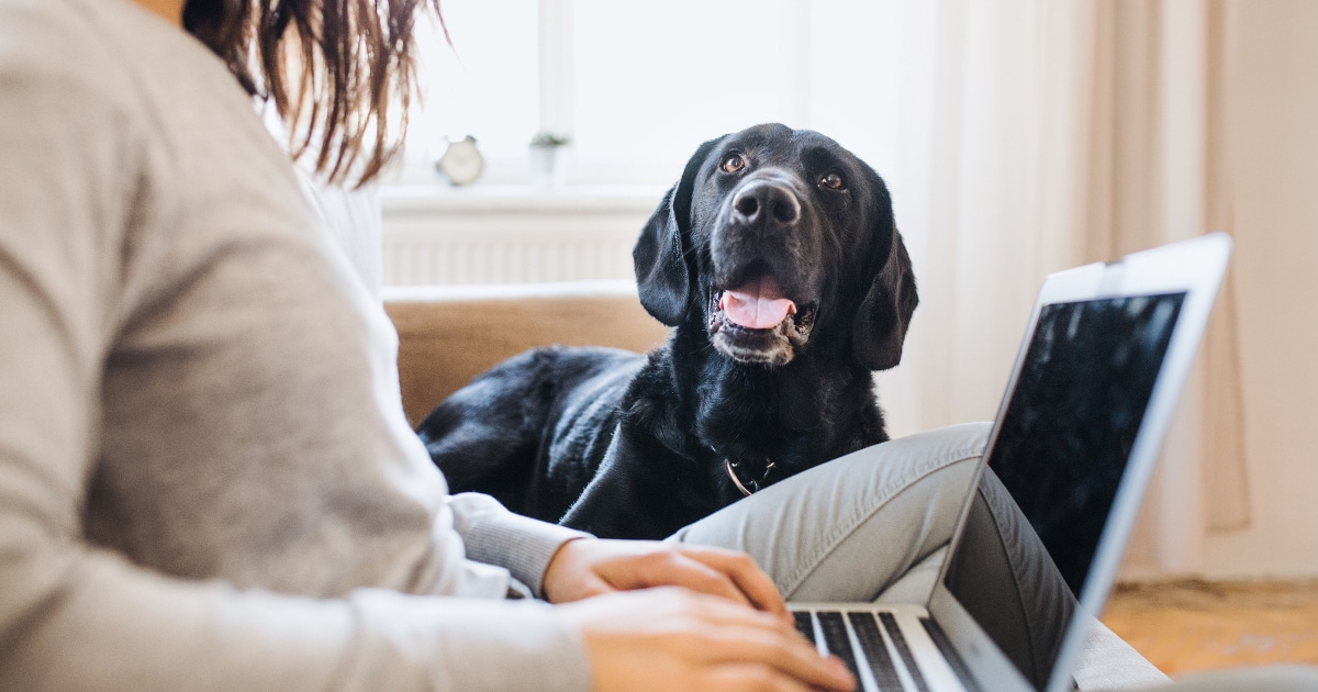 Keep Yourself, Your Pets, and Your Portfolio Healthy With This Stock Play